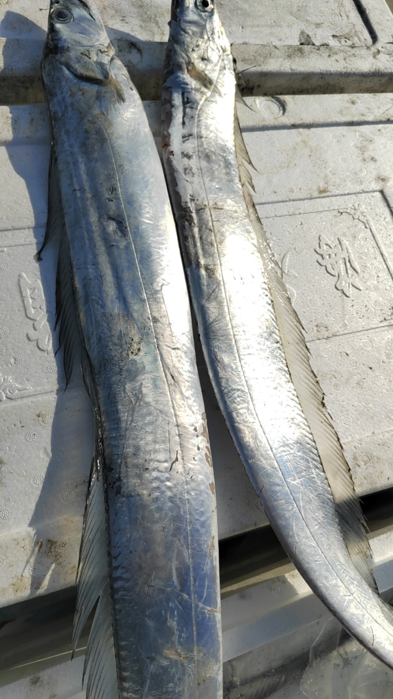 渤海湾刀鱼