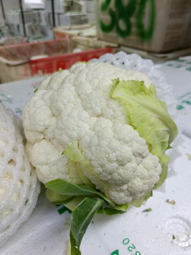 白椰花