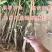 雪桃树苗嫁接树苗冬桃果树南北方庭院种植当年结果