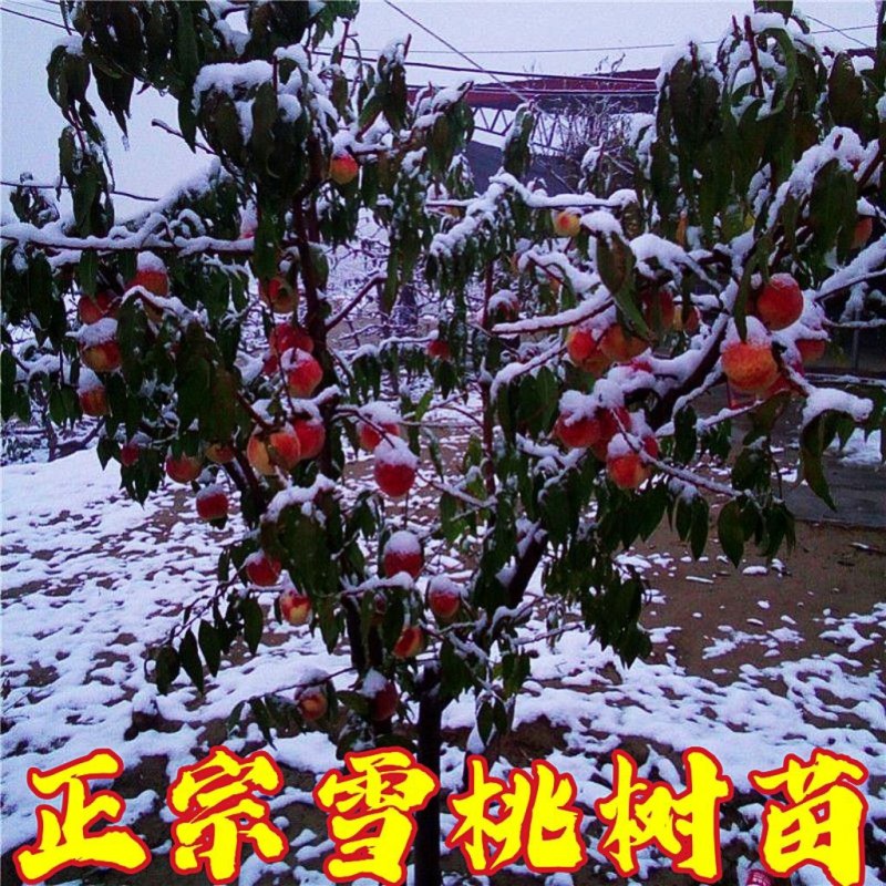 雪桃树苗嫁接树苗冬桃果树南北方庭院种植当年结果