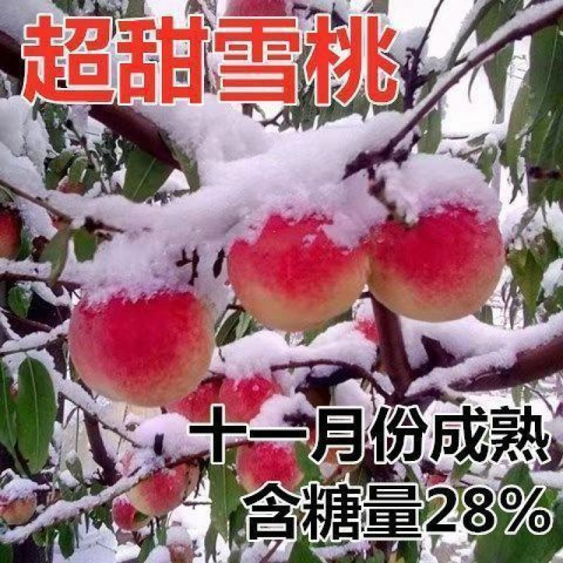雪桃树苗嫁接树苗冬桃果树南北方庭院种植当年结果