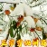 雪桃树苗嫁接树苗冬桃果树南北方庭院种植当年结果
