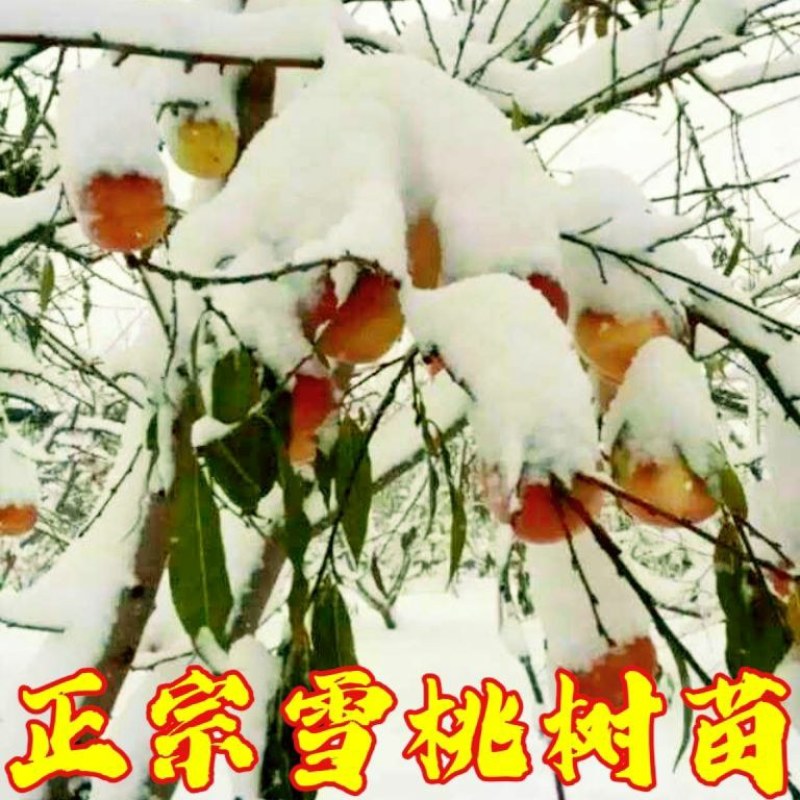 雪桃树苗嫁接树苗冬桃果树南北方庭院种植当年结果