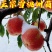 雪桃树苗嫁接树苗冬桃果树南北方庭院种植当年结果