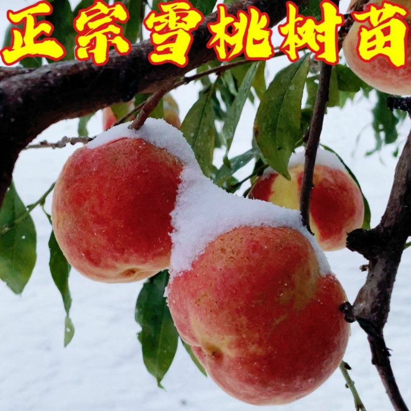 雪桃树苗嫁接树苗冬桃果树南北方庭院种植当年结果