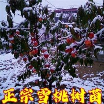 雪桃树苗嫁接树苗冬桃果树南北方庭院种植当年结果