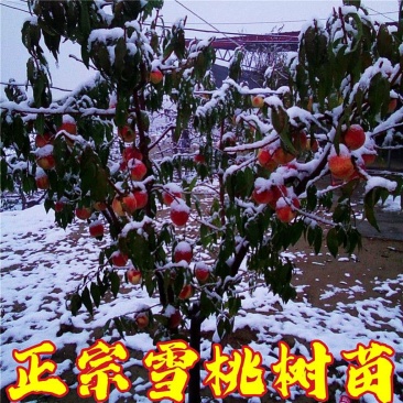 雪桃树苗嫁接树苗冬桃果树南北方庭院种植当年结果
