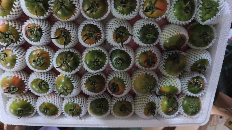 盘锦碱地柿子