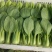 上海青小油菜，大量供应，电商市场团购，货源充足