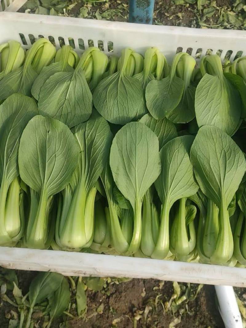 上海青小油菜，大量供应，电商市场团购，货源充足