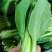上海青小油菜，大量供应，电商市场团购，货源充足