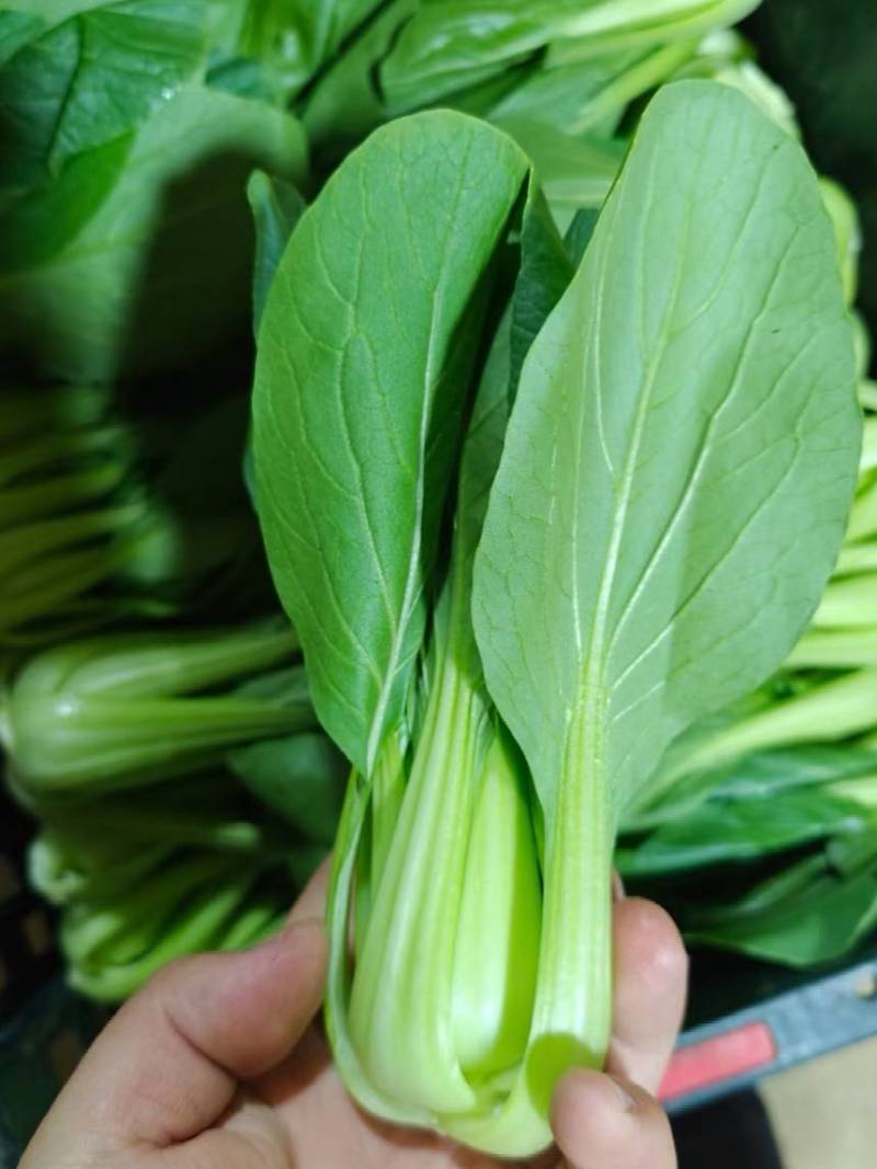 上海青小油菜，大量供应，电商市场团购，货源充足