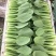上海青小油菜，大量供应，电商市场团购，货源充足