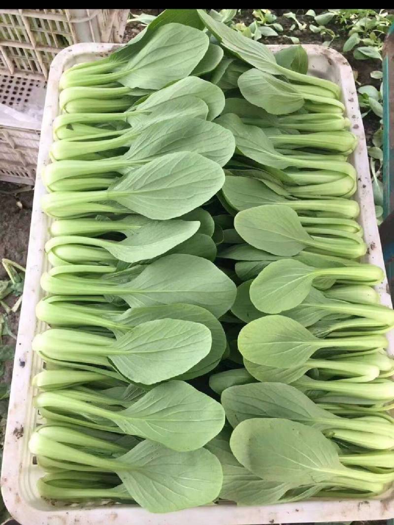 上海青小油菜，大量供应，电商市场团购，货源充足
