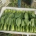 上海青小油菜，大量供应，电商市场团购，货源充足
