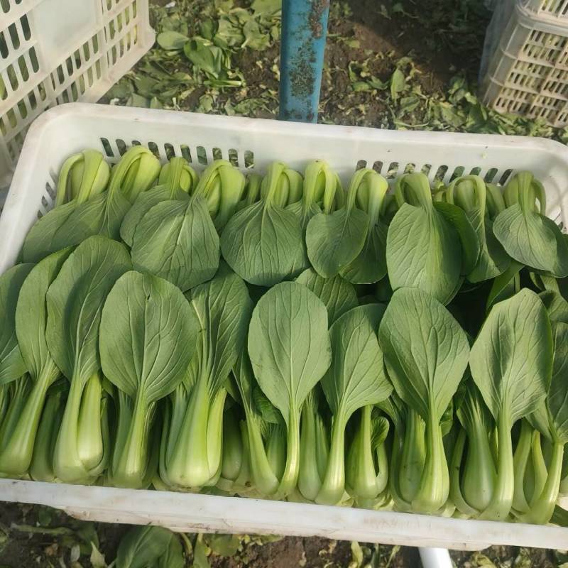 上海青小油菜，大量供应，电商市场团购，货源充足