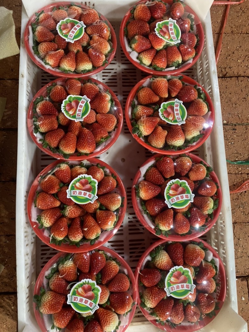 安徽天仙醉草莓大量有货，欢迎各位前来合作