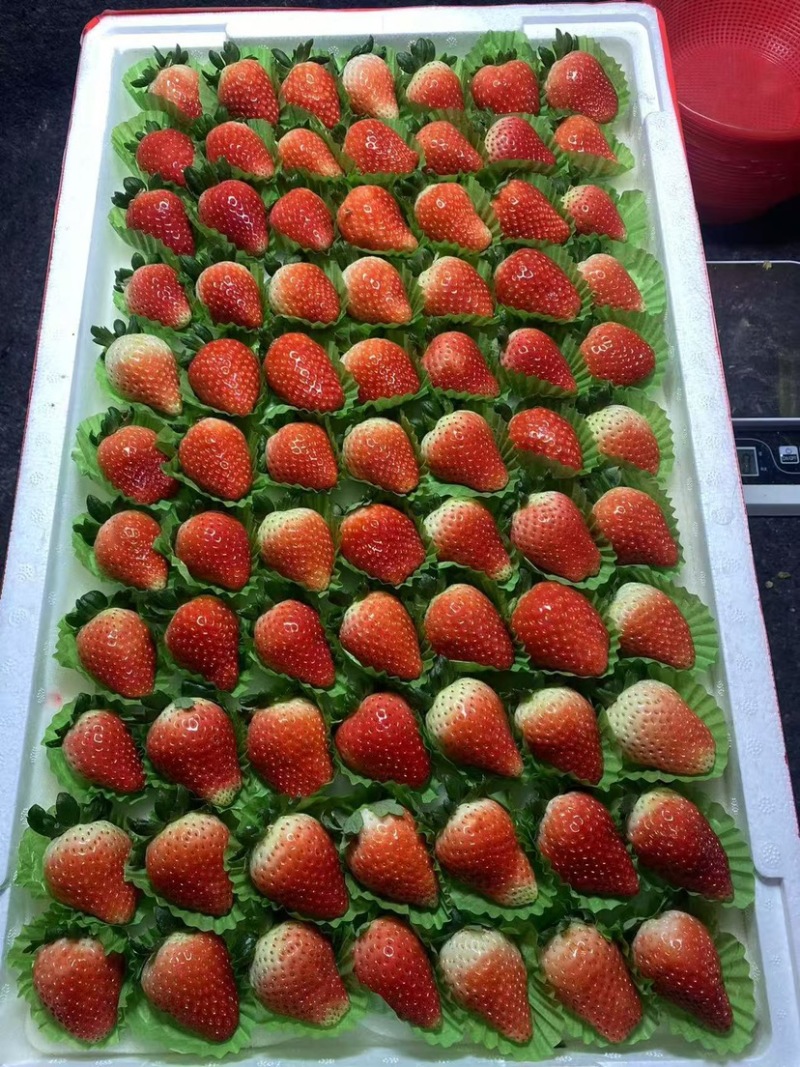 安徽天仙醉草莓大量有货，欢迎各位前来合作