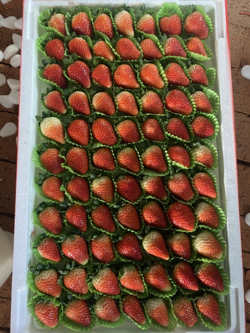安徽天仙醉草莓大量有货，欢迎各位前来合作