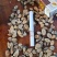 广西平南桂枝粒桂枝片瓜子薄片大量上售不包邮