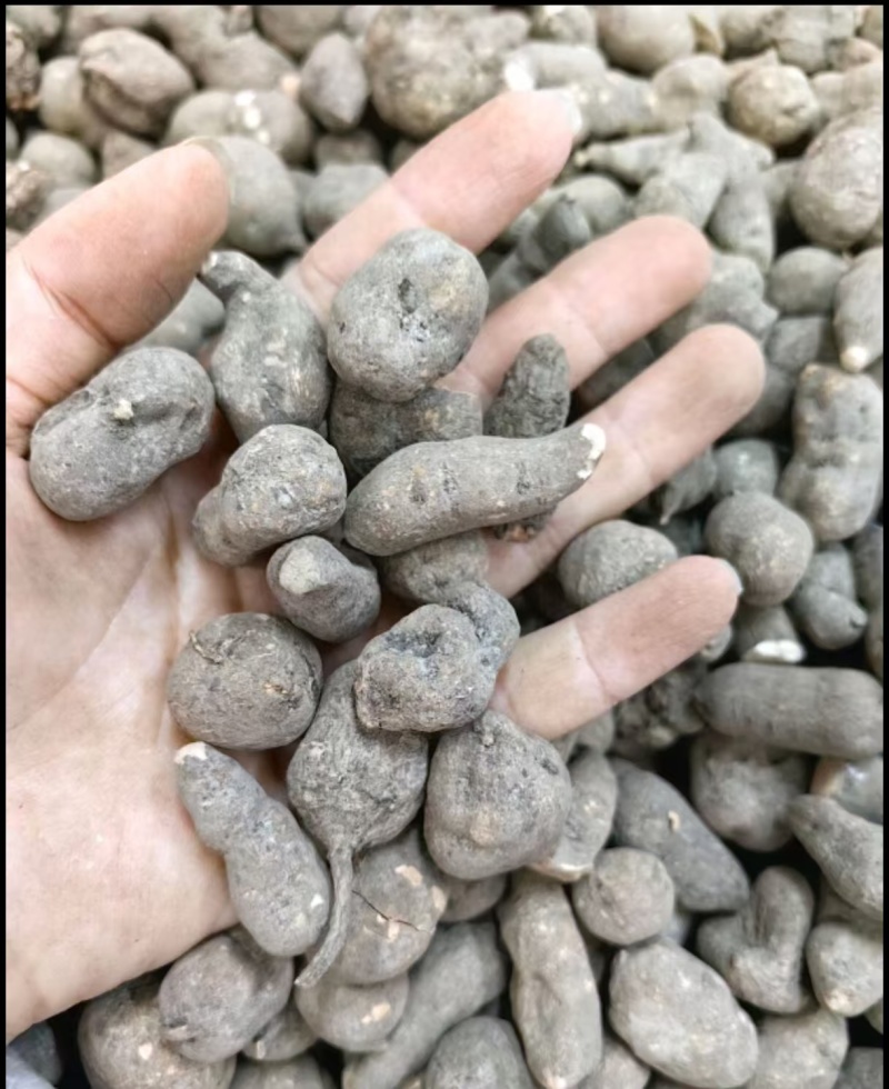 三叶青无硫全干净货出售各类冷背规格齐全可供实体店