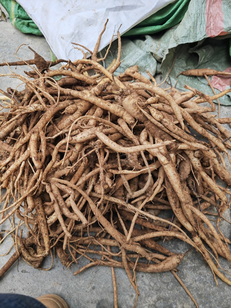 野生土党参，又名奶浆根香味十足，煲汤入味老少皆宜