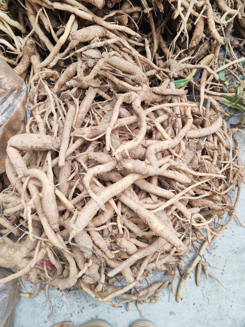 野生土党参，又名奶浆根香味十足，煲汤入味老少皆宜
