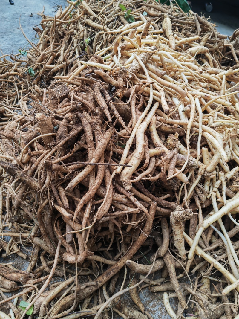 野生土党参，又名奶浆根香味十足，煲汤入味老少皆宜