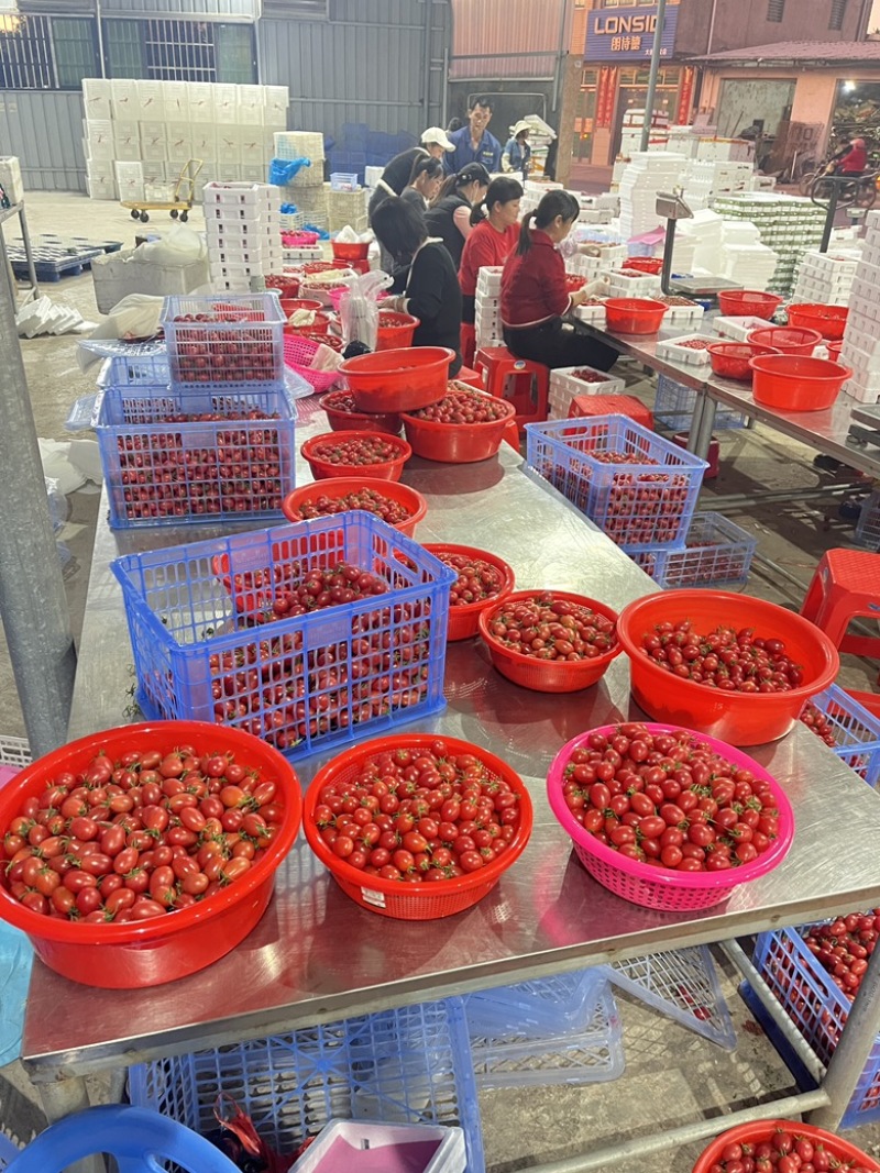 广东电白千禧圣女果基地直供商超电商批发市场小区团购