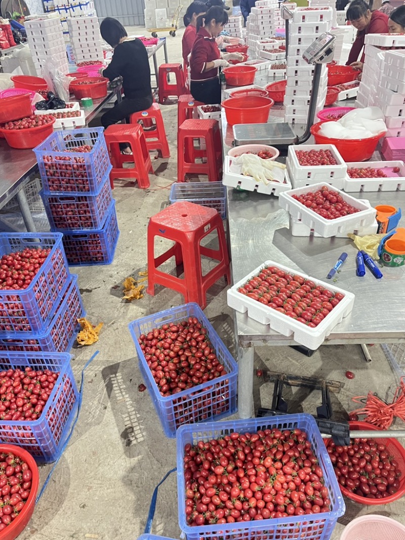广东电白千禧圣女果基地直供商超电商批发市场小区团购