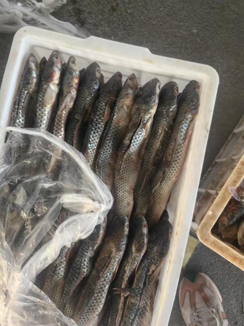 【推荐】网红**咸鱼工厂直发包装支持定制量大从优对接全