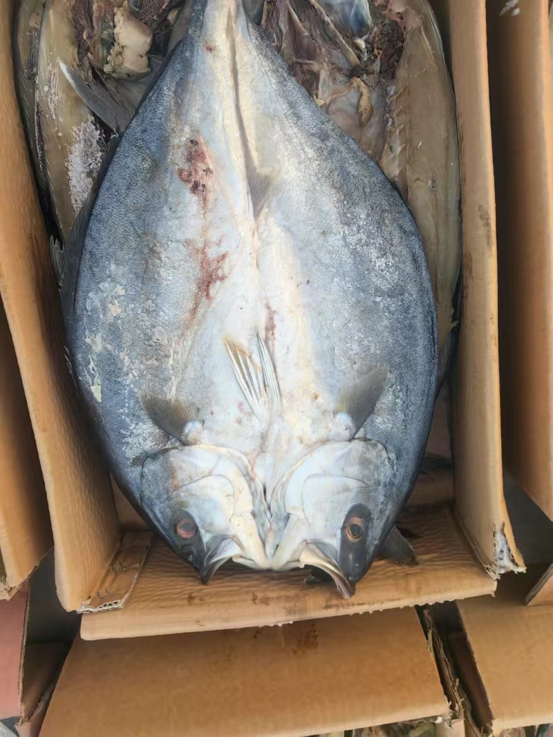【推荐】网红**咸鱼工厂直发包装支持定制量大从优对接全