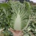 黄心白菜欢迎实地看货保质保量欢迎订购