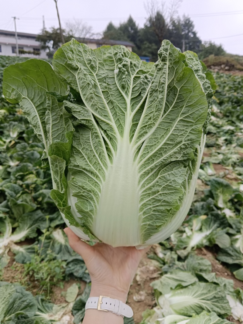 黄心白菜欢迎实地看货保质保量欢迎订购