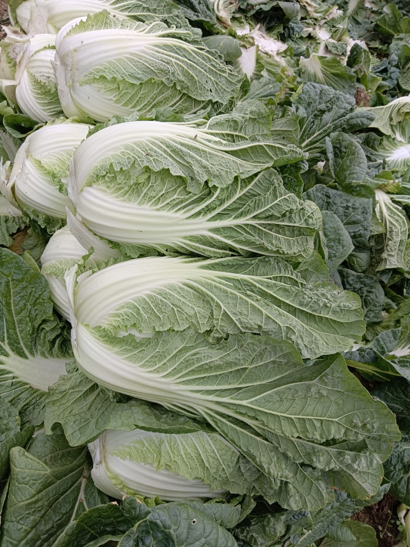 黄心白菜欢迎实地看货保质保量欢迎订购