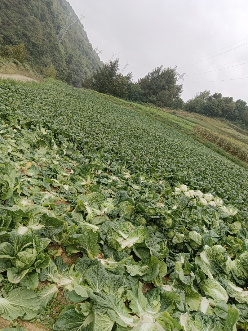 黄心白菜欢迎实地看货保质保量欢迎订购