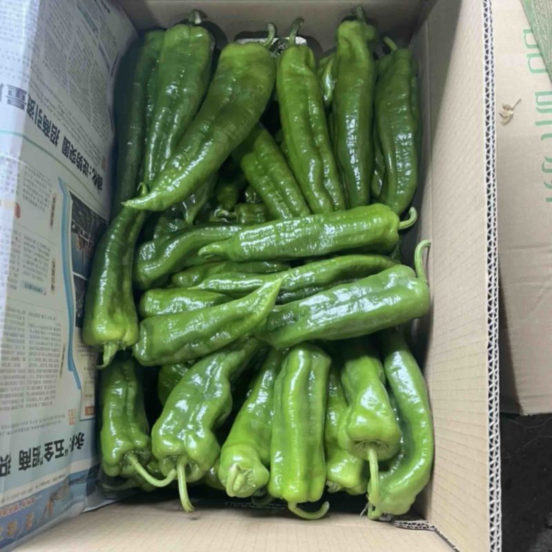 301辣椒鲜泡椒福建辣椒保证质量各种包装新疆**