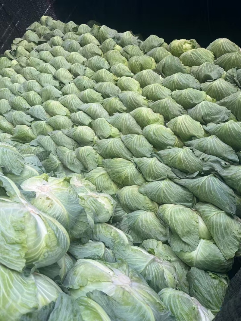 京丰一号甘蓝，产地直发，可视频看货，保质保量