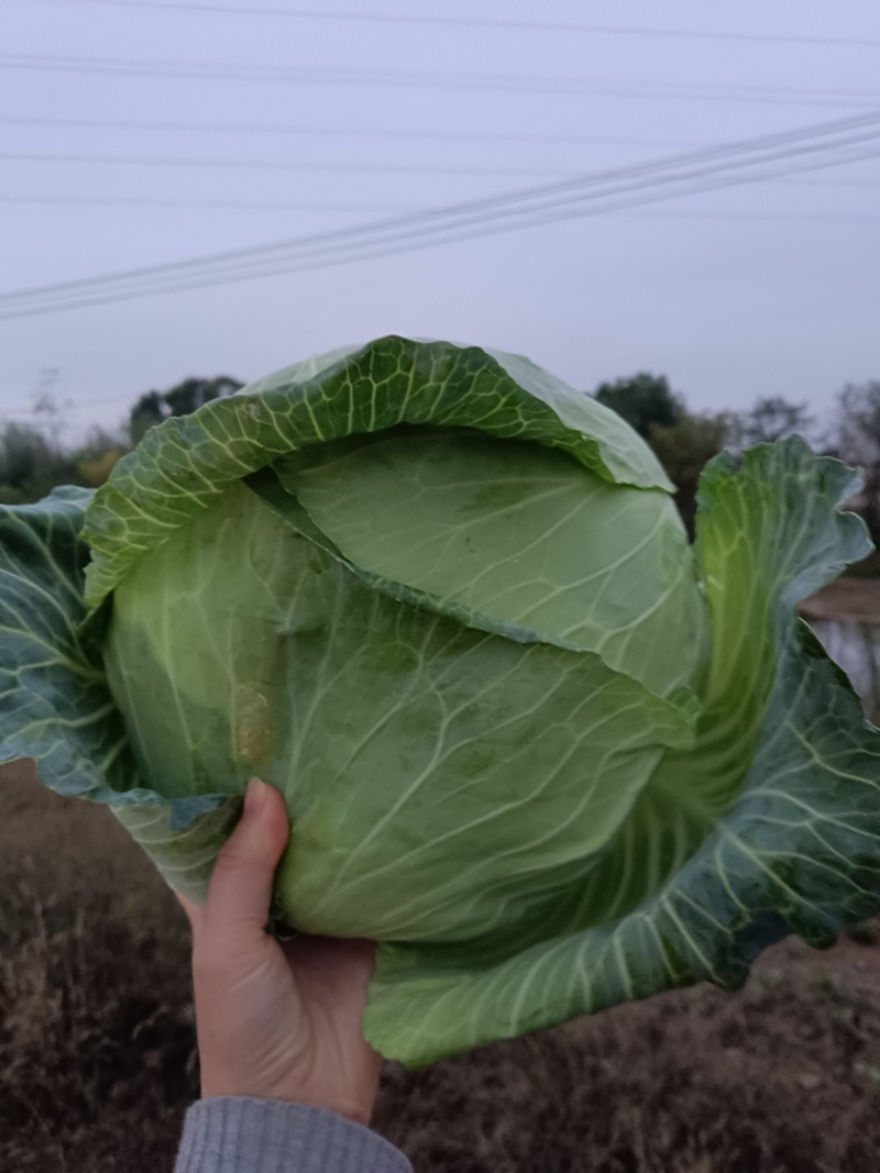 京丰一号甘蓝，产地直发，可视频看货，保质保量