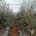 全国*早熟苹果云南陆良产区。红露，华硕，鲁丽，嘎啦，瑞雪
