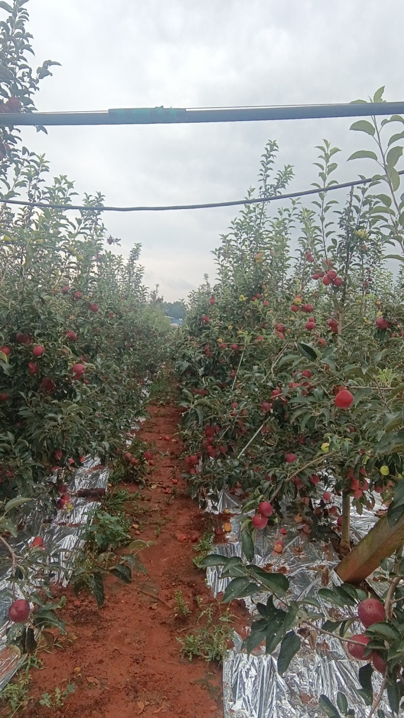 全国*早熟苹果云南陆良产区。红露，华硕，鲁丽，嘎啦，瑞雪