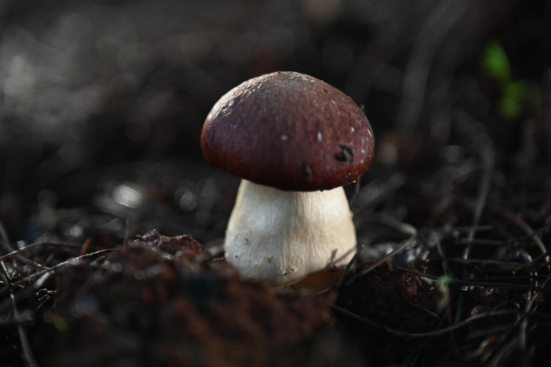 云南山珍仿野生赤松茸25/斤仿野生熊掌菌30/斤