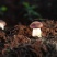 云南山珍仿野生赤松茸25/斤仿野生熊掌菌30/斤