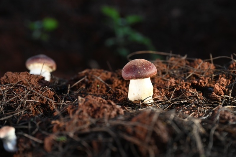 云南山珍仿野生赤松茸25/斤仿野生熊掌菌30/斤