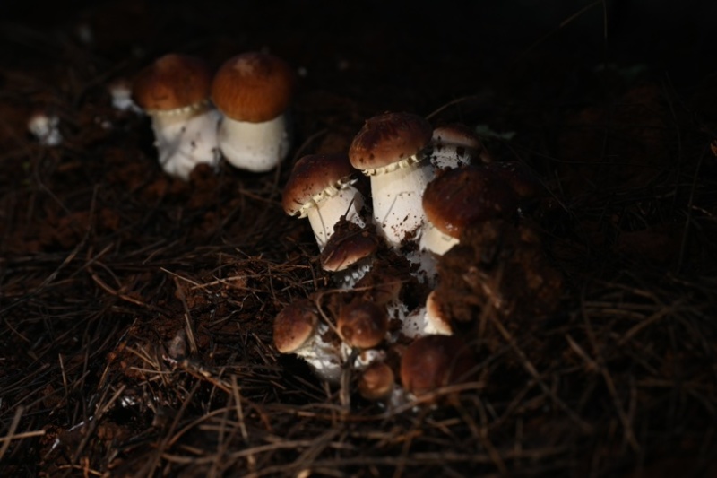 云南山珍仿野生赤松茸25/斤仿野生熊掌菌30/斤