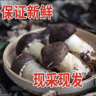 云南山珍仿野生赤松茸25/斤仿野生熊掌菌30/斤