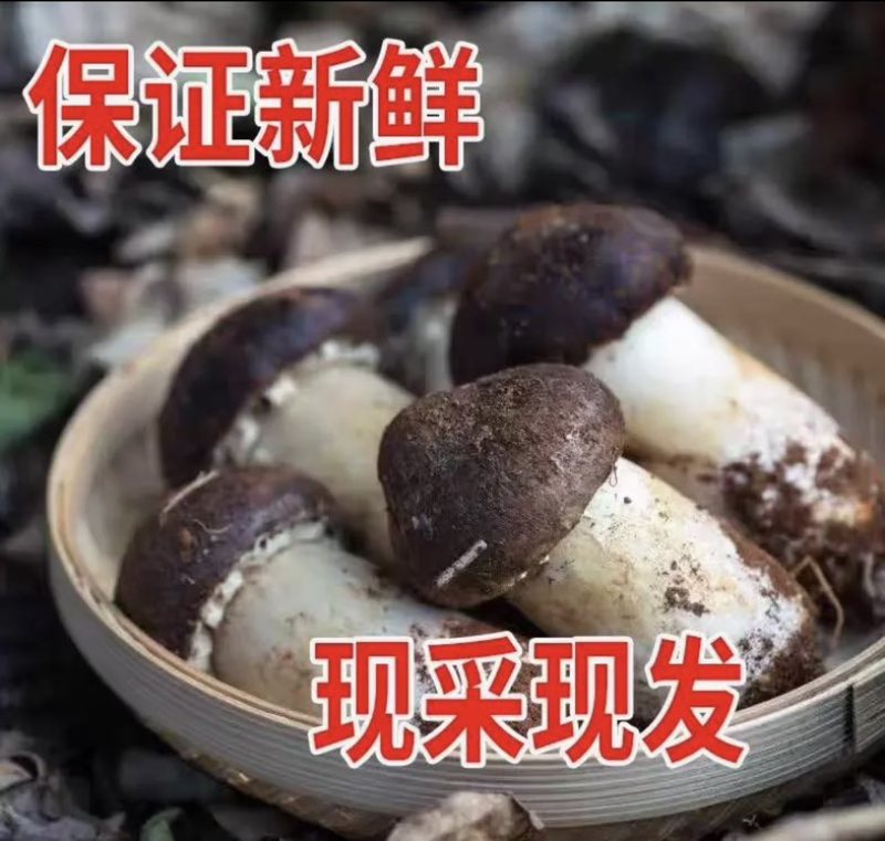 云南山珍仿野生赤松茸25/斤仿野生熊掌菌30/斤