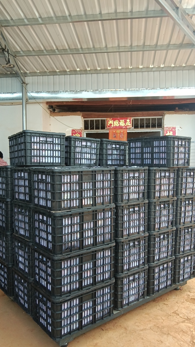 全国*早熟苹果云南陆良产区。红露，华硕，鲁丽，嘎啦，瑞雪