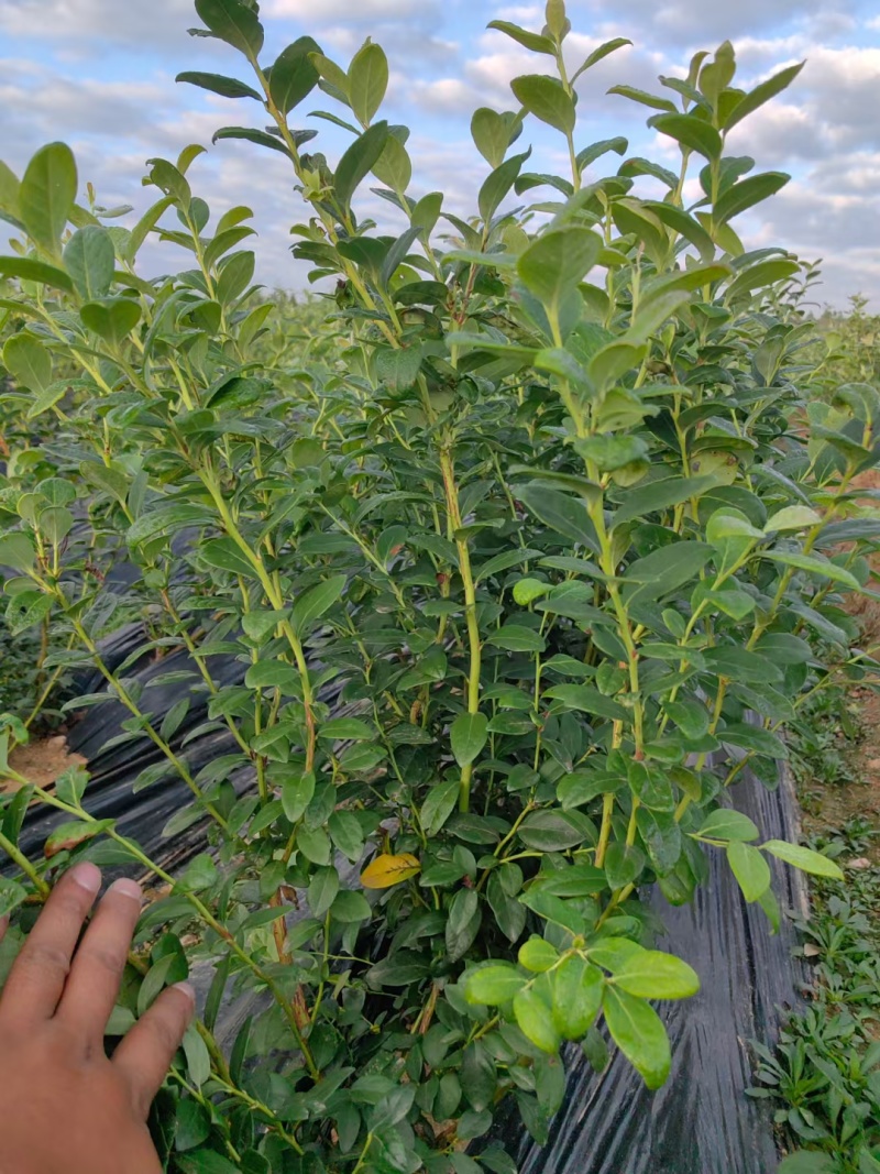 组培蓝莓树苗电商蓝莓苗包品种提供种植技术