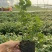 组培蓝莓树苗电商蓝莓苗包品种提供种植技术